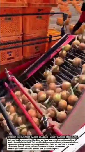 Efficient Onion Sorting Machine in Action – Smart Farming Technology.