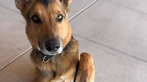 Check out this cool video our Volunteer made for us! You can check out all our available animals at https://24petconnect.com zip code 85194 or come visit us at 1150 S. Eleven Mile Corner Rd Casa Grande AZ, 85194 520-509-3555 Animalrescue@pinal.gov | Pinal County Animal Care and Control