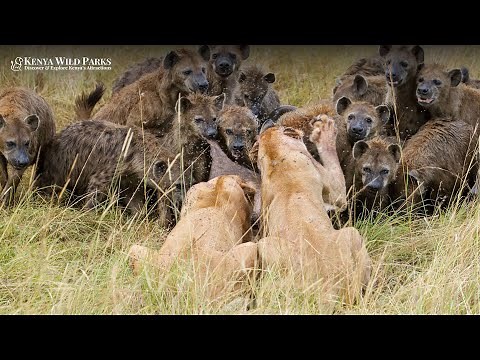 Why Lions Don’t Eat Hyenas?