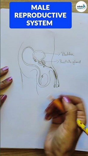 How to Draw Male Reproductive System? || #Shorts || Infinity Learn