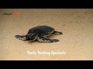 30 Best Places to Visit in Suriname - Travel Video and Guide