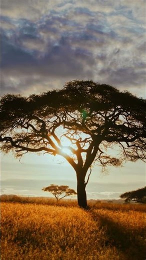 Sunset Safari Vibes | Golden Hour in the African Bush