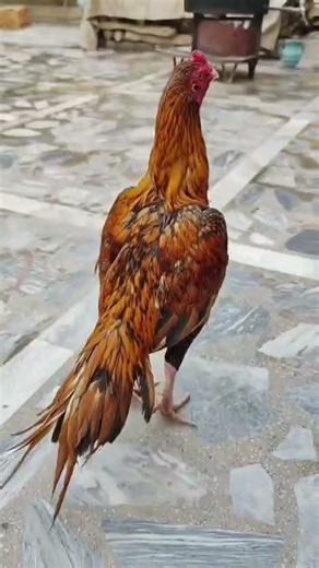 aseel fighter rooster video kala java lakha peela white parrotbeak #aseel #rooster #parrotbeak