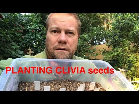 Planting seeds (Clivia seeds)