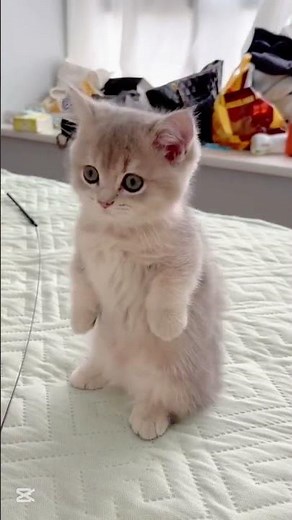 Cutest Kitten Moments