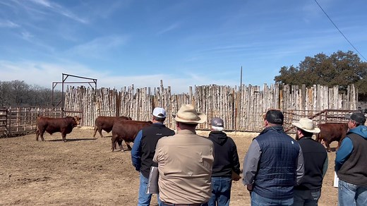 7.5K views · 369 reactions | The Final Sort has been made! See a complete list of bulls and females in sale order on our website. Complete catalog and videos will be posted soon. Let’s us help find your next Beefmaster! March 16, 2024 in McAlester, Oklahoma https://beefmasterbullsale.com/oklahoma-sale/ | Beefmaster Bull Sale | Facebook