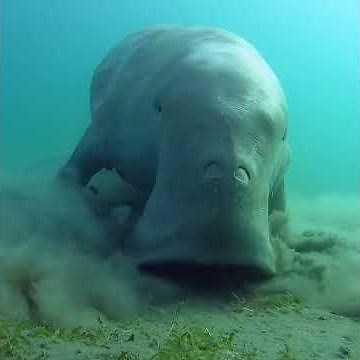 The Dugong, or “Sea Cow”, is a herbivorous marine mammal