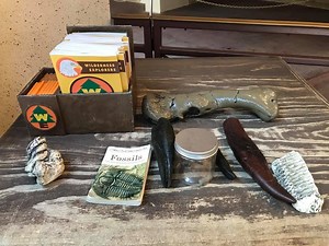 Exploring Disney's Animal Kingdom Park in a Whole New Way