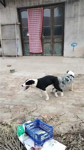 Dogs Meeting Under Supervised Environment #mychannel