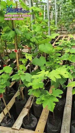 imported grape cultivation 5