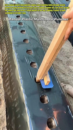 Punching Planting Holes in Plastic Mulch #FarmTools #Farming #USA