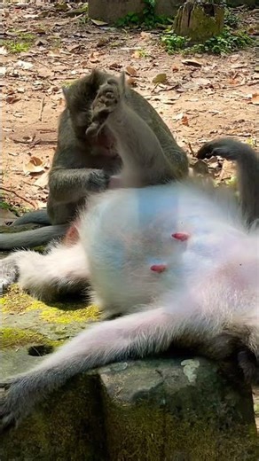 Lovely baby monkey lovely mom #shortvideo ❤️🐒🙈