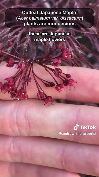 Every spring, I’m surprised by how early the Red Maples (Acer rubrum) and Silver maples (Acer saccharinum) start blooming here in the Philadelphia area. They are apparently mostly wind-pollinated, and their samaras (seeds) often ripen around leaf out. They are some of the earliest-blooming native trees in the eastern US. Last year, I gathered footage of all the different types of maple flowers, so I wanted to share a video of them all! I hope you enjoy, and I hope you’ll go take a close look and