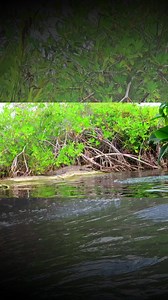 Nadando con un cocodrilo 🐊 | Mundo Salvaje