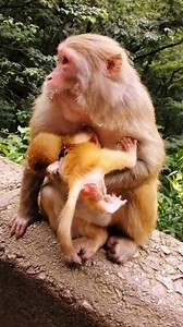 Funny Monkey Daily Activity - CY Animals #reels #relaxing #monkey #funnymonkey #cyanimals Eps - 1220 | CY Animals