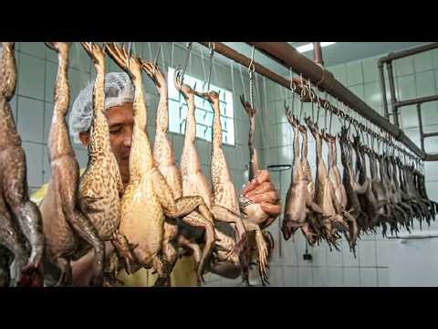 How Farmers Raise Millions of Frogs and Harvest Them - Processing Frog Meat