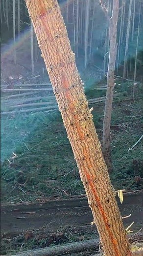 Stacking Trees like Toothpicks! #shorts