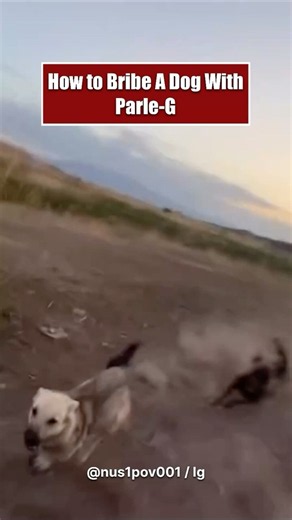 How can someone stop a dog from chasing them
