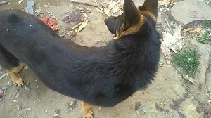 Size matters | D. Kennel | Facebook