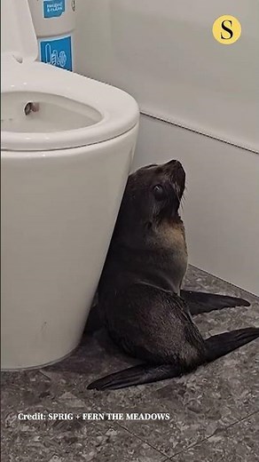 Baby seal walks into a bar in New Zealand