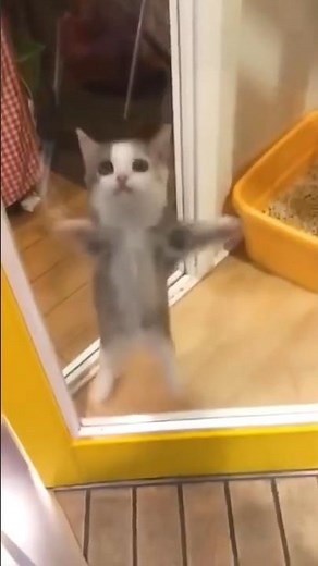 Happy Happy Happy Cat Meme