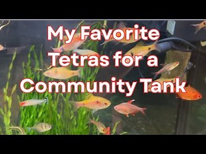 My Favorite Tetras for a Community Tank