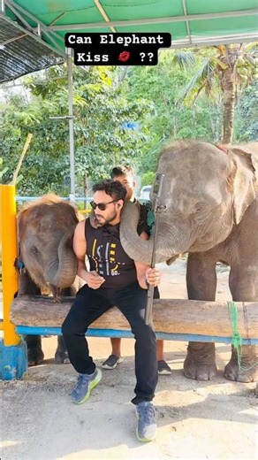 Can Elephant Kiss 💋 💋💋?? #youtubeshorts #trending #viral #elephant