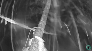 Have you ever wondered what happens in the rainforest during storms? 🌳🌧 Check out this video we captured of a wet sloth swiftly climbing across a Sloth Speedway during a rainstorm! Sloths are amazing creatures, specially adapted to their unique habitat. Their hair helps to repel water, keeping them dry even in heavy rainfall. So, while most animals might seek shelter during a storm, sloths like this one are able to navigate the trees with ease - even if rain isn't their favorite. At The Sloth 