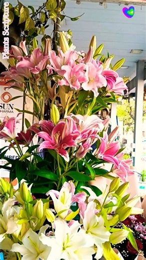 Lily Flowers | Lilies Flowers | Lily Big Flowers | Asiatic Lilies | Types of Lilies | Lily Varieties