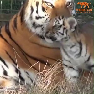 A wonderful #throwback today to when our gorgeous trio of Amur tigers were born 😍 Amasia still resides with us here at the Sanctuary, with her sisters Siberia and Aleena living at our sister site Paradise Wildlife Park! | The Big Cat Sanctuary