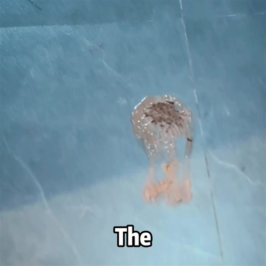 She Was Deaf… Or So the Intruder Thought—Until He Whispered His Plan from Inside Her Teddy Bear. #ThrillerRecap #HomeInvasion #PlotTwist #PsychologicalDrama #MiniSeries