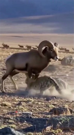 Snow Leopard Leap FAIL?! ❄️🐆🐑 | 5-Frame Ambush Caught on Camera