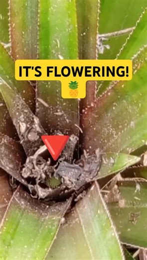 Finally, my Pineapples were Flowering after multiple tricks!