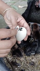 38K views · 462 reactions | How to Manual hatch Chicken Eggs | Sami Loft & FarmHouse | Facebook