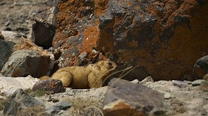Expedition with Steve Backshall - Checking Camera Trackers - Twin Cities PBS
