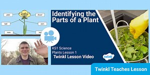 KS1 (Ages 5-7) Science: Parts of a Plant Video Lesson