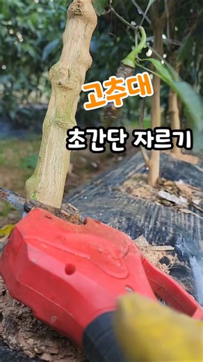 #고추대파쇄기 #고추대자르기 #충전가위