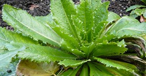 The Natural Painkiller That Works Like Morphine That You Can Find in Your Backyard