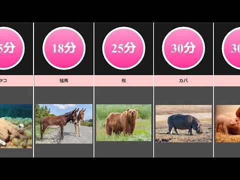 動物たちの平均交尾時間