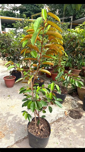 Star Apple Tree: Delightful Tropical Fruit at Lucky Garden