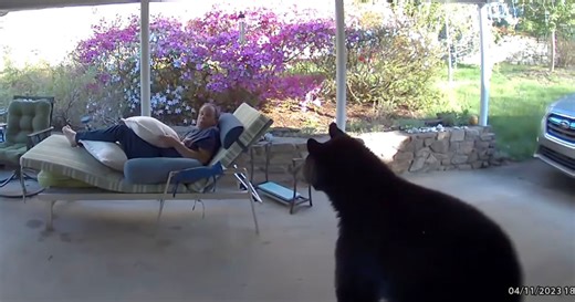 Caught on Camera: Bear and Man Scare Each Other on Driveway