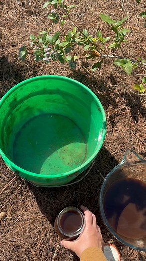 Giving my blueberry plants some leftover coffee and coffee grounds diluted in water. Adding dried coffee grounds are great for adding acid back into the soil but adding it as a liquid helps the plants absorb it easier. I just save up my coffee grounds and leftover coffee and top with water to keep them moist. Once I have about two quarts I add that to a bucket with water to dilute a bit and water my plants. You can also add to a sprayer and spray the entire plant but we don’t have one of those s