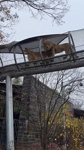 3.4K views · 376 reactions | "Hey you! Come follow me!" - Tajiri probably | Philadelphia Zoo | Facebook