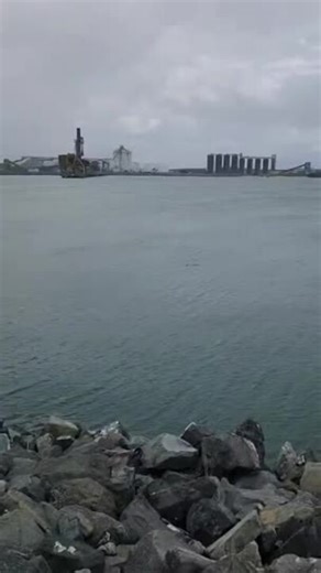 2.3m croc spotted swimming near popular fishing spot