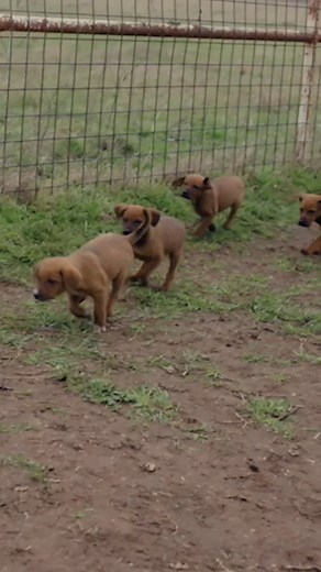 Durable Yeti Crossroads Backpack for Adventurous Pups