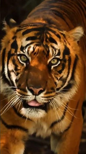 Tiger vs Gorilla: Who Would Win?