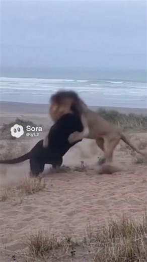 Epic Showdown Between Lion and Leopard in the Wild! #wildlifebattle #naturefight #animals