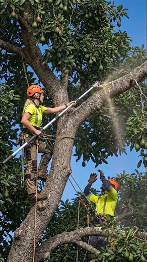 Don’t Try This at Home: High-Risk Tree Trimming ⚠️🌳 #safety #treeremoval #arborist