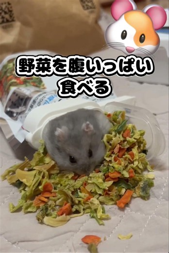 欲深ねずみ #shorts #hamster #cute #pets #ジャンガリアンハムスター #かわいい #癒し #ハムスターのいる生活