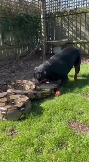 Rottweiler Battles Python in Garden 🐍🔥